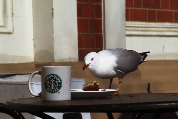 A seagull enjoys someone